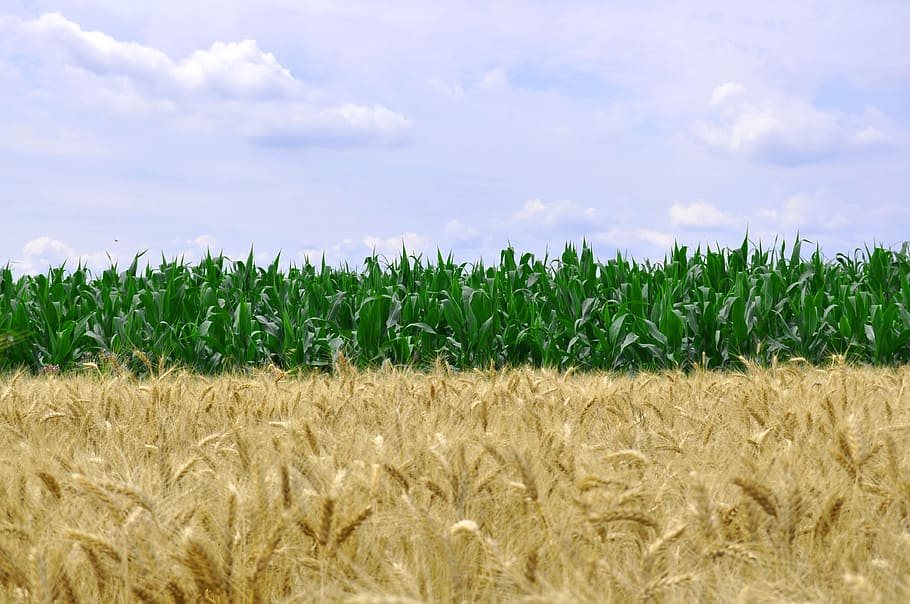 green corn plants at daytime, wheat, food, grain, agriculture HD wallpaper
