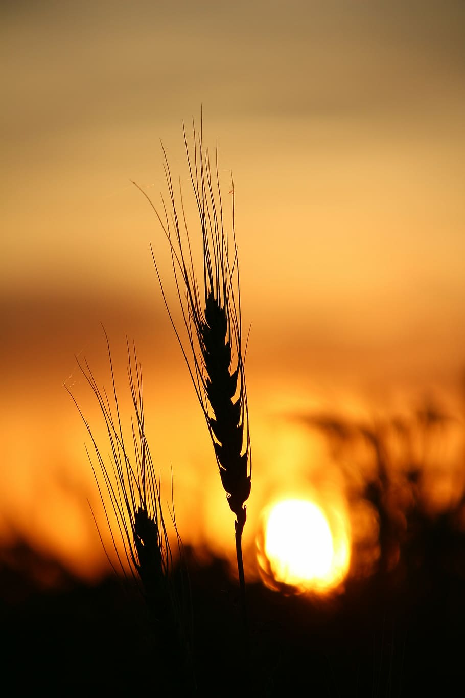 wheat, sunset, field, nature, summer, farm, yellow, rural, agriculture, HD wallpaper
