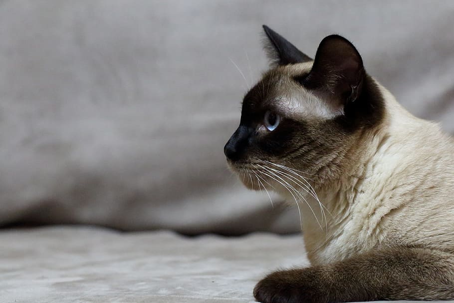 Cat, Pets, Siam, Elf, Easter, one animal, animal themes, domestic cat HD wallpaper