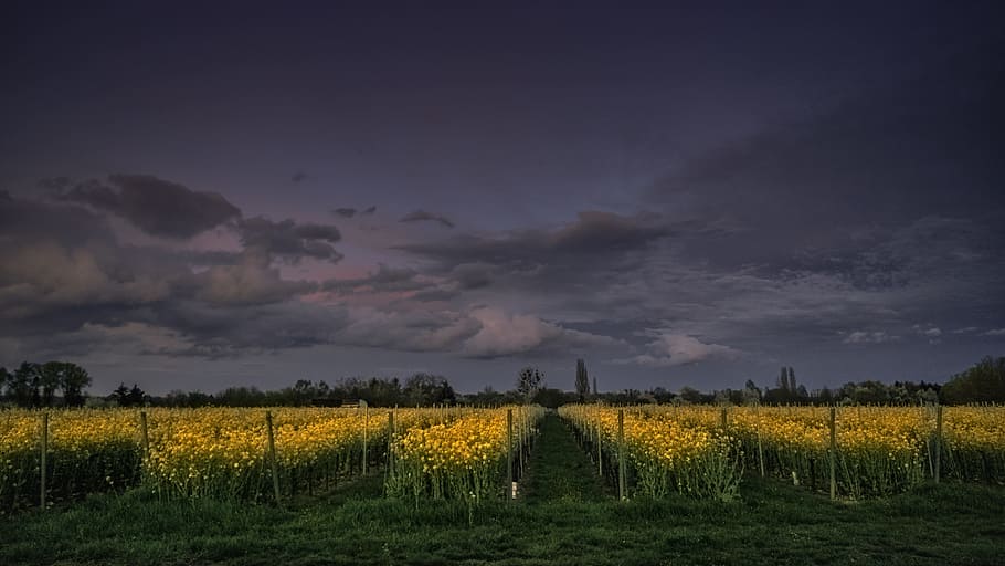 sky, clouds, dark, agriculture, flowers, plants, field, farm HD wallpaper