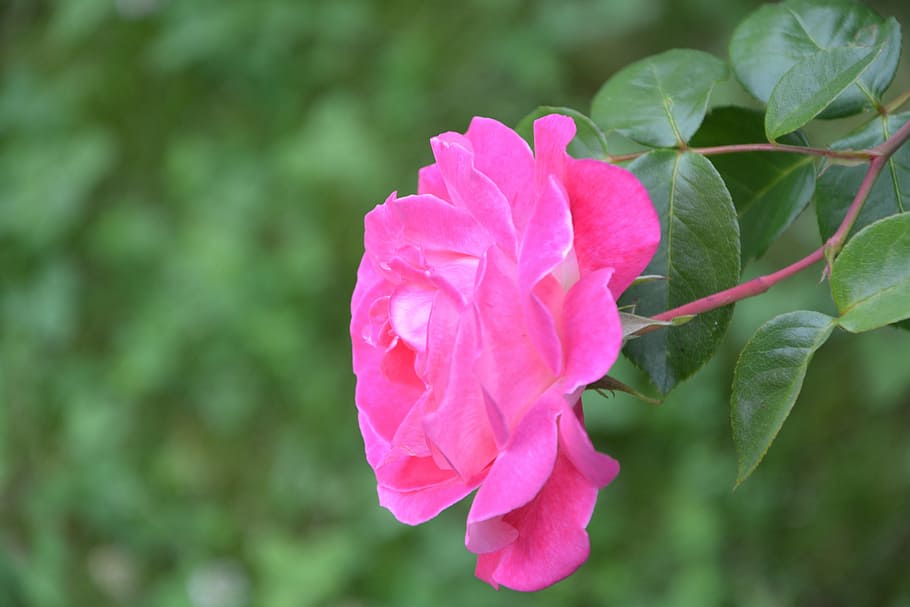 pink, profile, rosebush, green, nature, garden, blossomed, flowering plant HD wallpaper