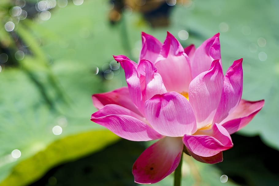 lotus, pink, nature, flower, flowering plant, pink color, beauty in nature HD wallpaper