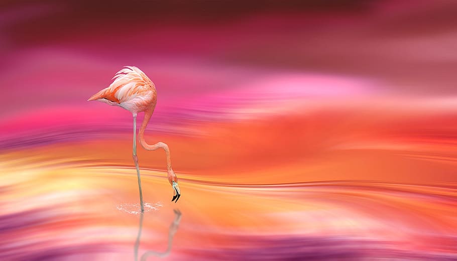 flamingo drinking water digital wallpapper, digital art, blur