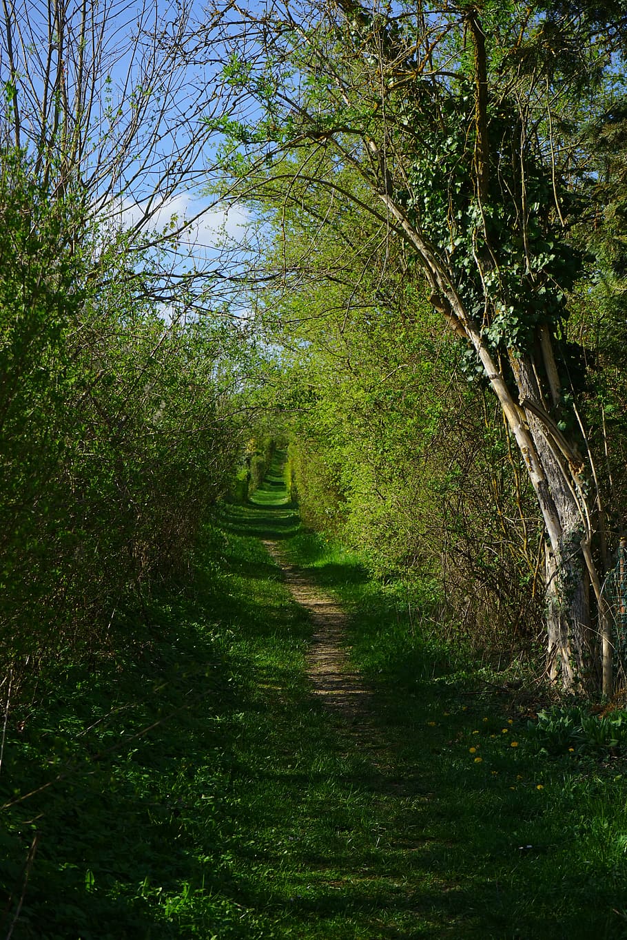 away, path, migratory path, wegchen, bushes, trees, shrubs HD wallpaper