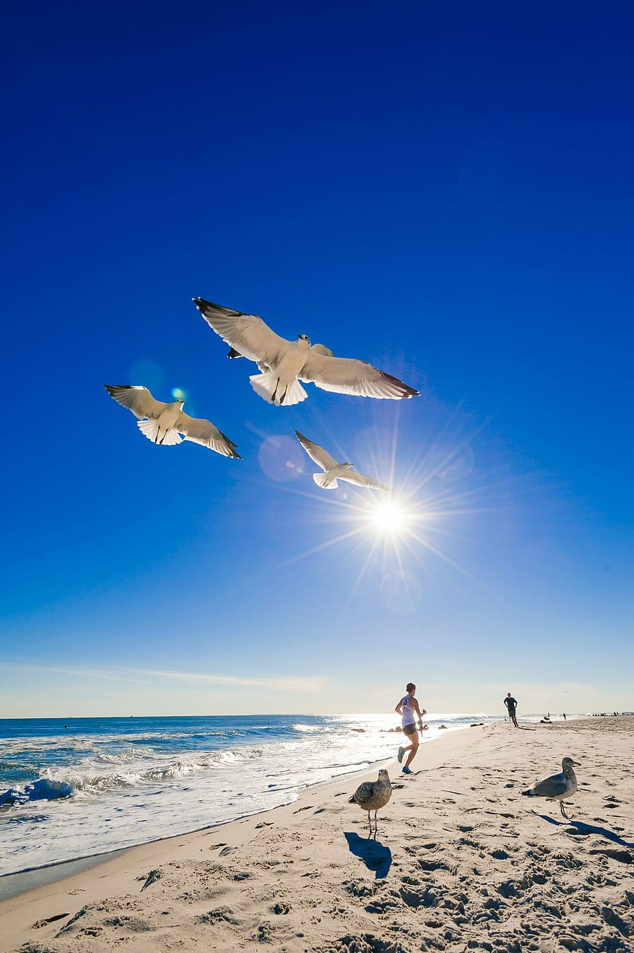 white birds flying above beach, ocean, seagull, water, sand HD wallpaper