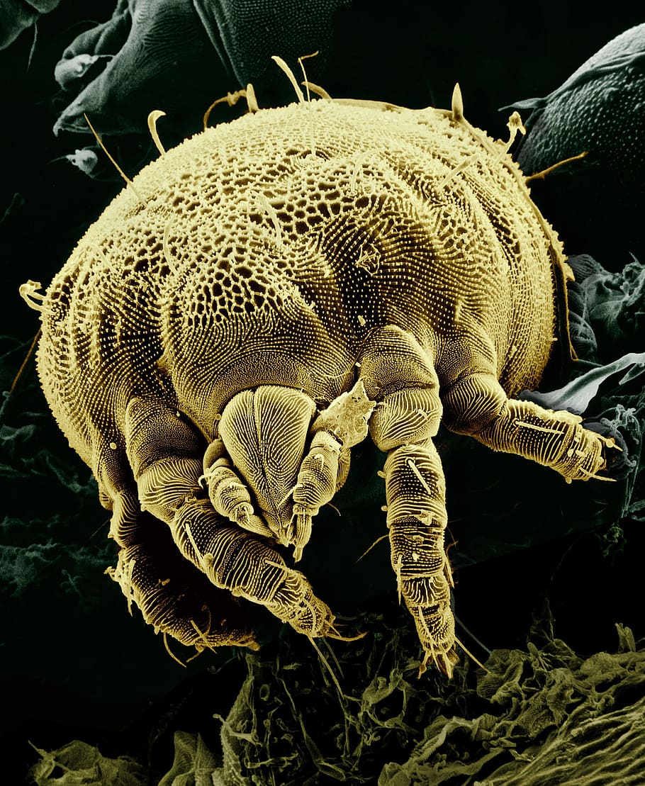 micro photography of yellow micro fauna, yellow mite, macro, lorryia formosa, HD wallpaper