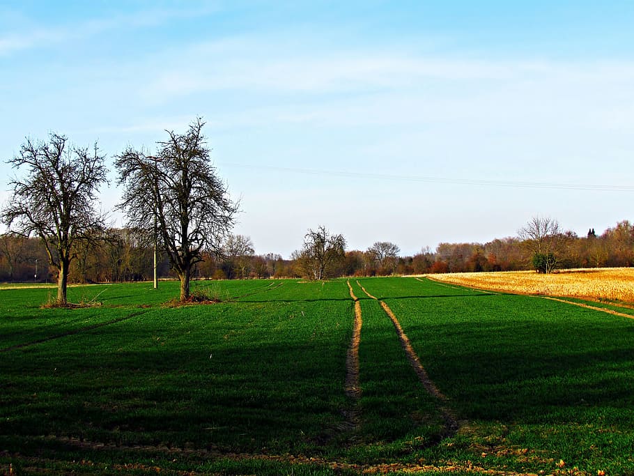 field, meadow, nature, spring, landscape, summer, green, plant HD wallpaper