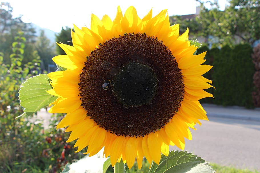switzerland, sun, flower, yellow, flowering plant, sunflower HD wallpaper