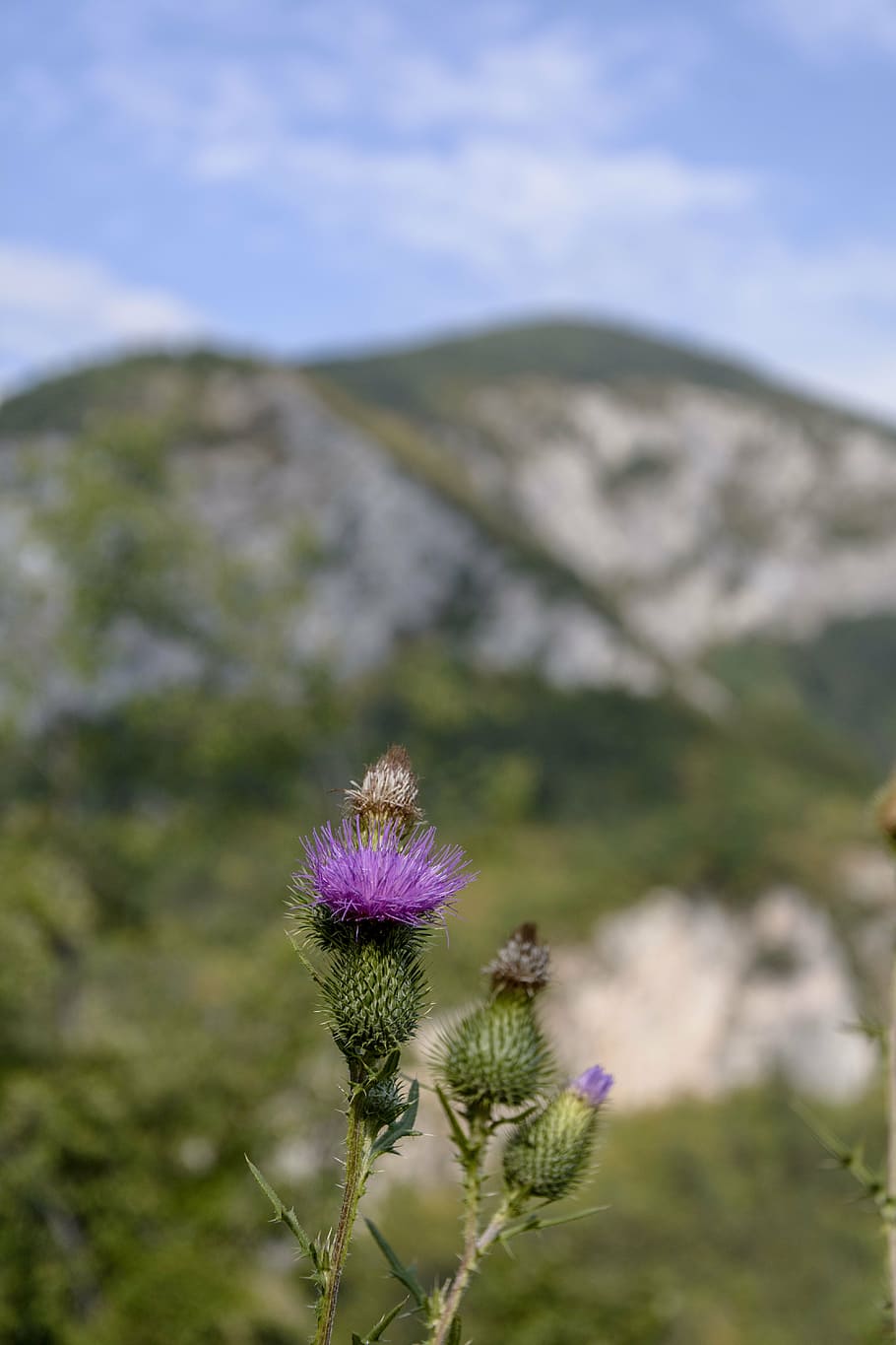 thistle, nature, prickle, purple, plant, torn, sharp, mountain HD wallpaper
