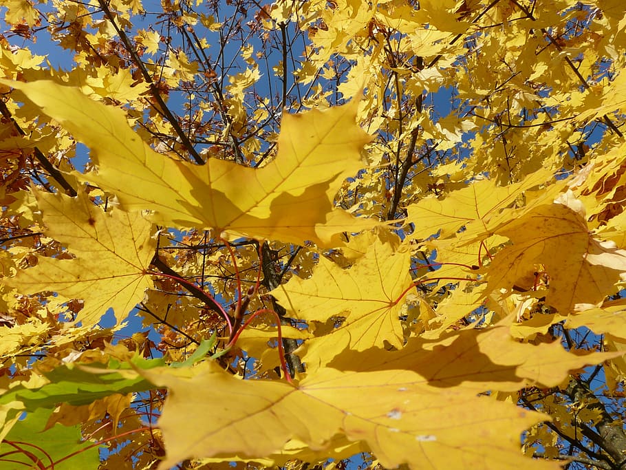 Leaf, Leaves, Back Light, autumn, colorful, maple, maple leaf HD wallpaper