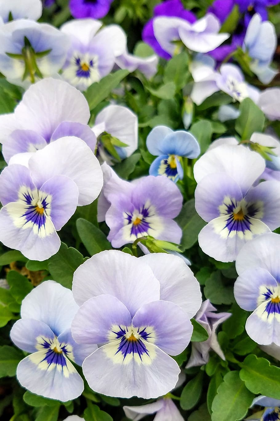 flower, nature, leaf, flora, floral, flowering plant, freshness HD wallpaper