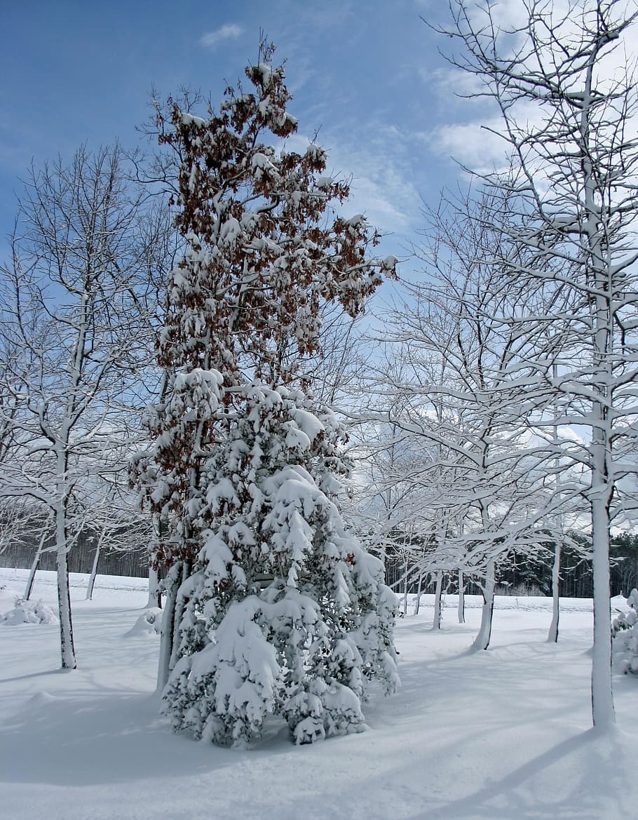 tree, snow, winter, scene, cold, december, frost, branch, snowflake HD wallpaper