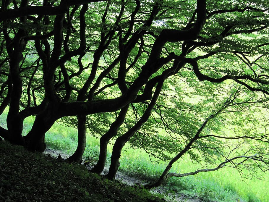 forest, trees, green, tribe, denmark, rold skov, plant, land HD wallpaper