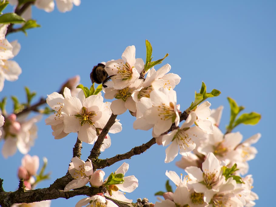 spring, blossom, bloom, tree, plant, nature, close, spring bloom HD wallpaper