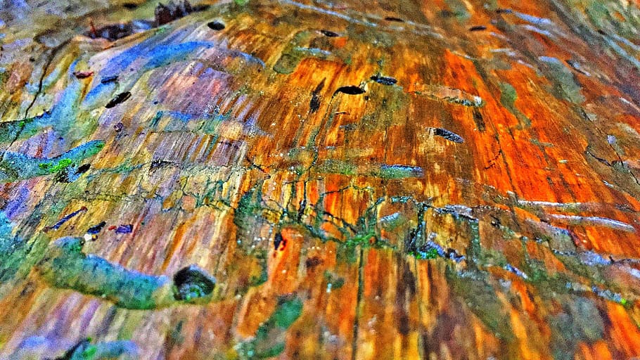 tree, bark, colors, background, old, worn, texture, wood, full frame HD wallpaper