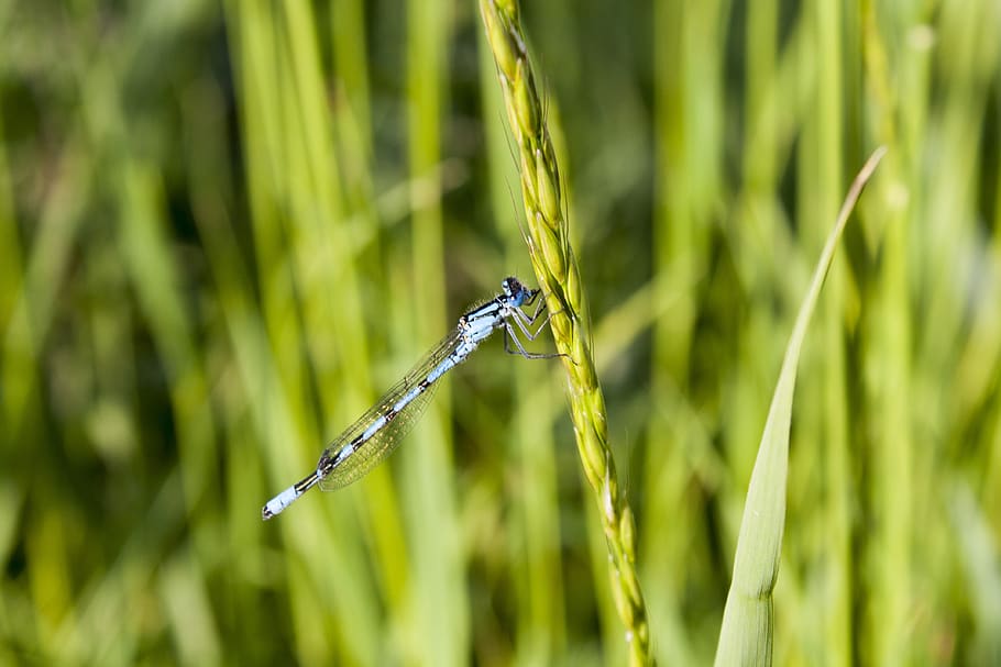 dragonfly, nature, bug, macro, plant, animals in the wild, one animal HD wallpaper
