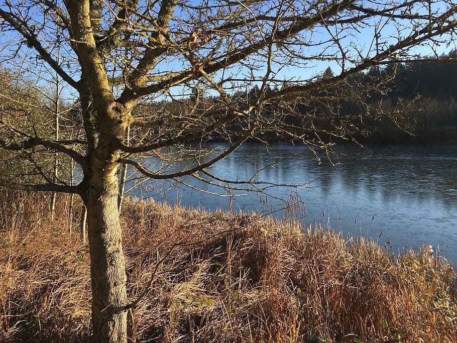 tree, lake, winter, scenic, scene, scenery, natural, frozen HD wallpaper