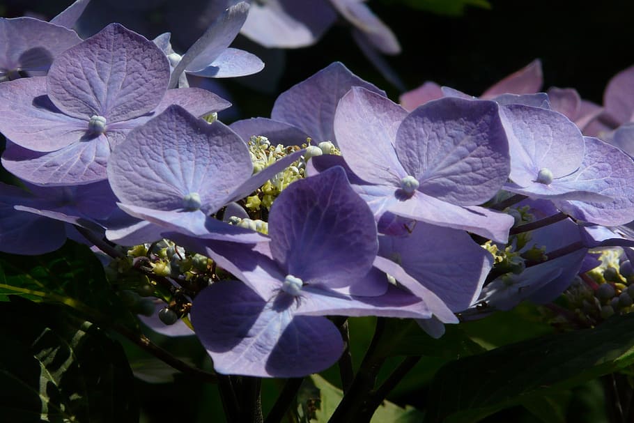flower, blue, hydrangea, nature, flowers, purple, flowering plant HD wallpaper