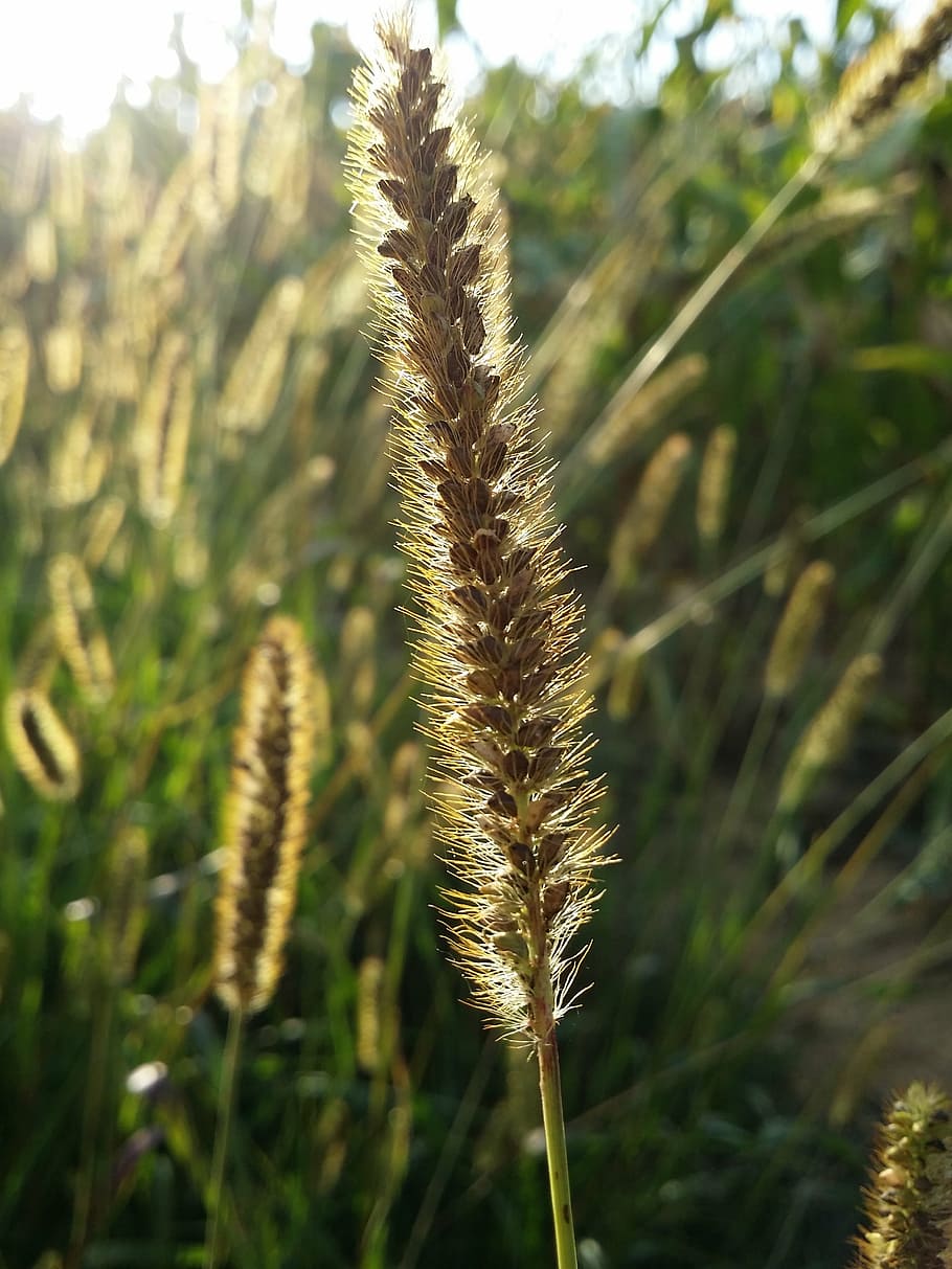 cornfield, blur, close up, herd, dry, autumn, nature, plant HD wallpaper