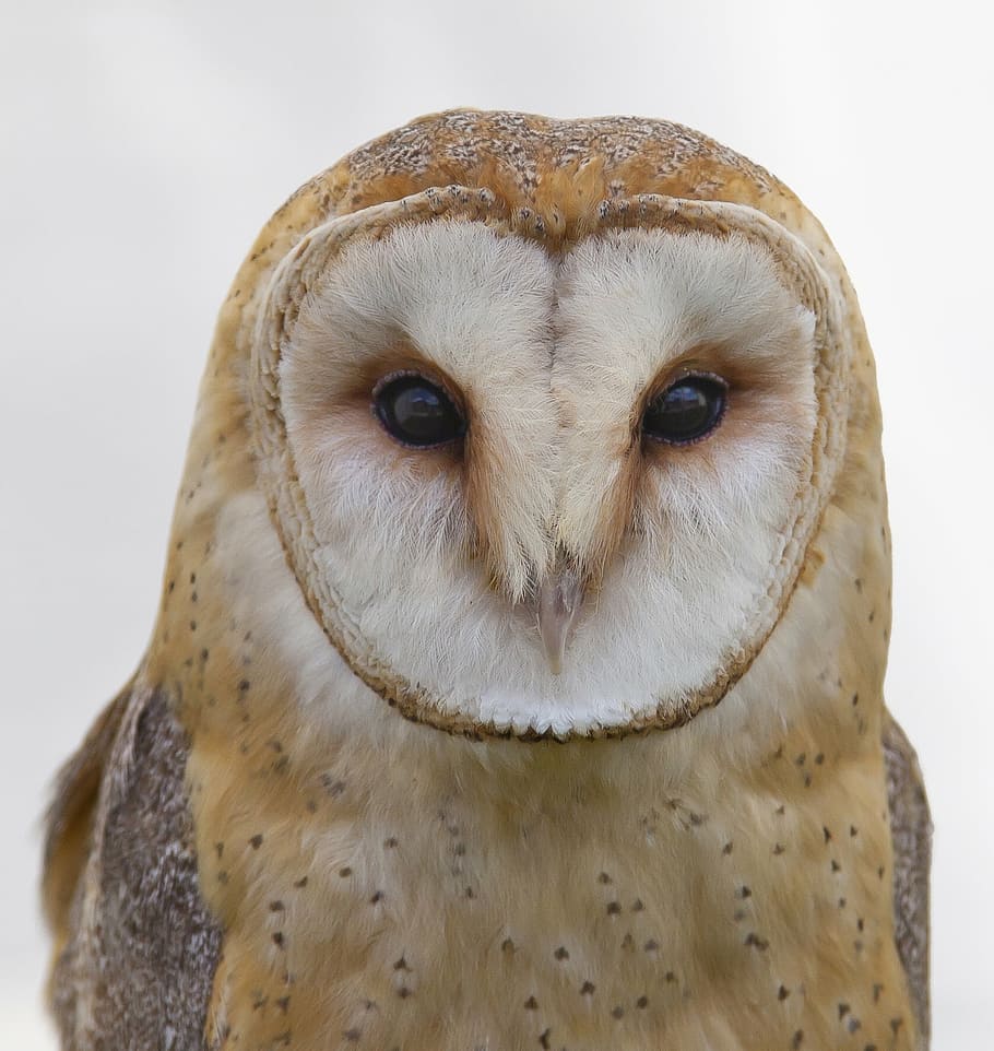 Owls head 1080P, 2K, 4K, 5K HD wallpapers free download.