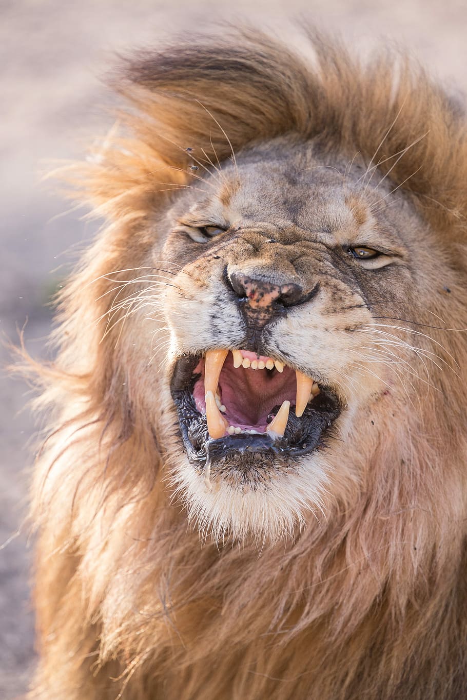Roaring Lion Stock Photos and Images - 123RF