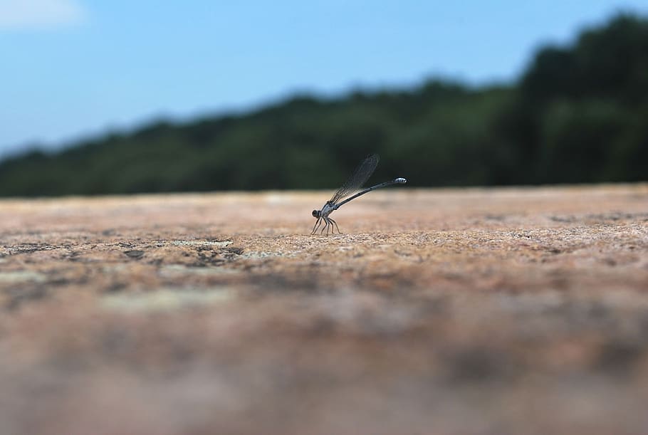 dragonfly, insect, bug, wildlife, wings, predator, damseflies HD wallpaper