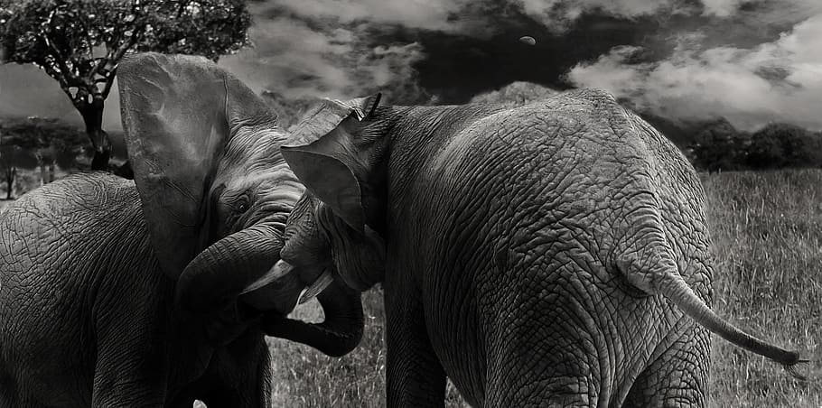 grayscale photo of two elephants, mammals, wild, animals, proboscis, HD wallpaper