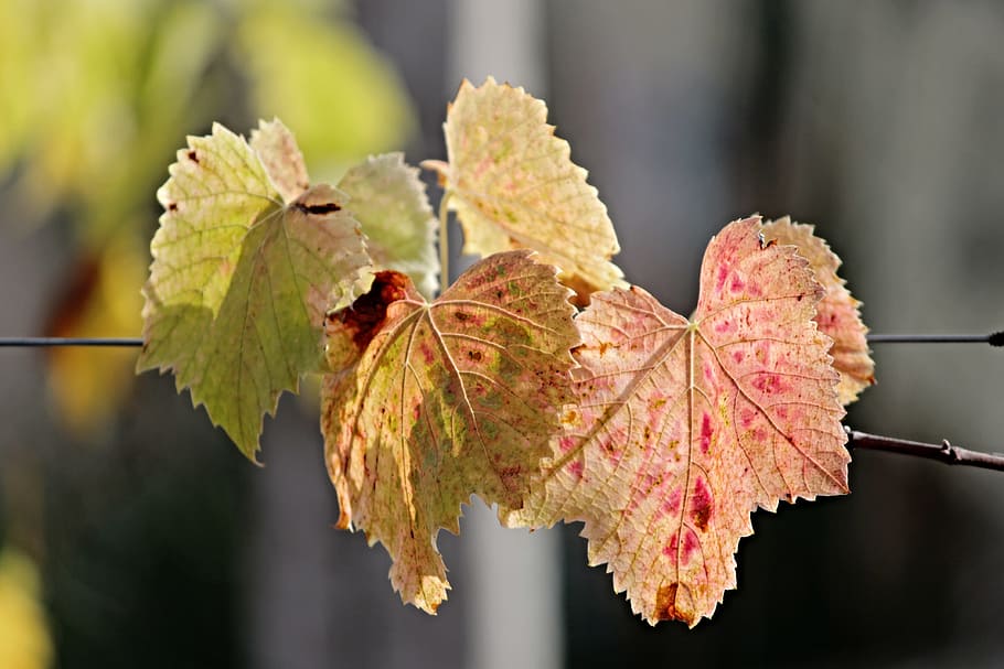 shallow focus photography of green-and-brown plant leaves, fall foliage HD wallpaper