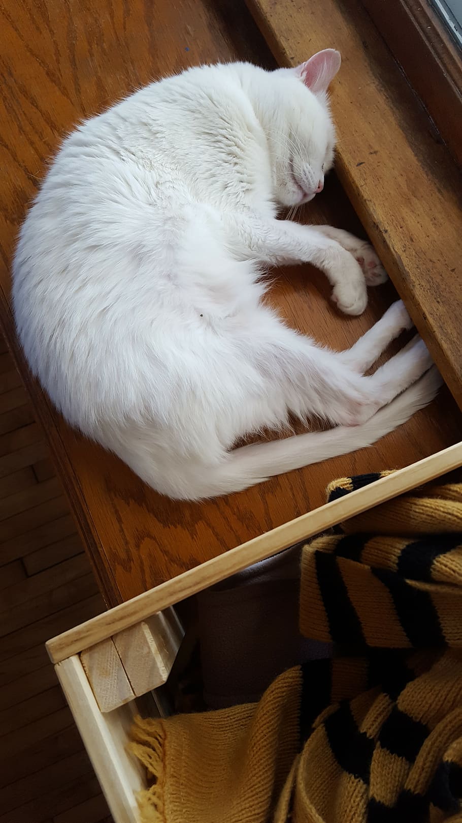 cat, sleeping, cute, white, cozy, domestic, pets, domestic animals HD wallpaper