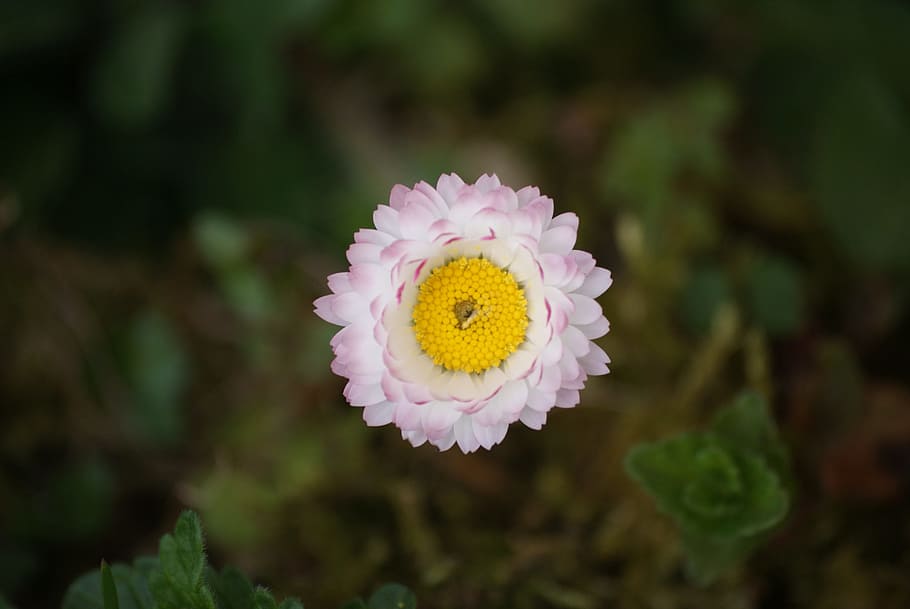 Flower, Daisy, Grass, Pollen, Spring, garden, flowering, green HD wallpaper