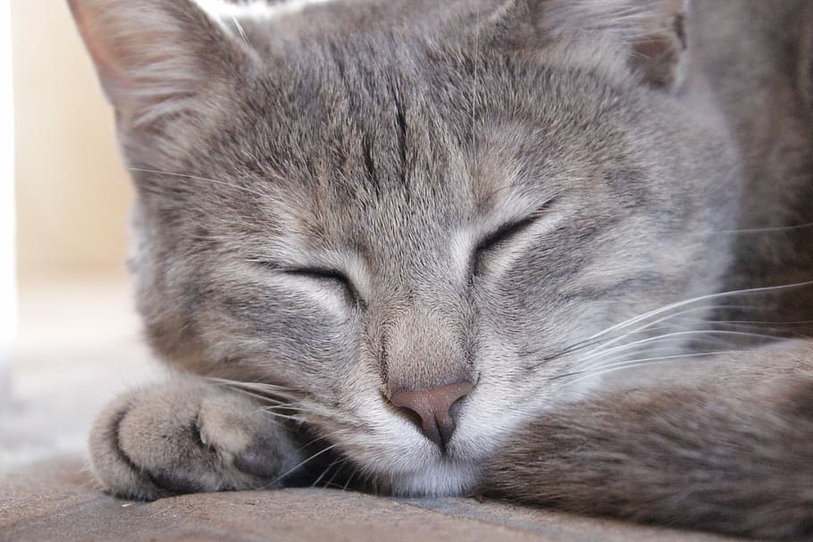 House, Tranquility, Pet, Cats, Tail, domestic Cat, pets, animal HD wallpaper