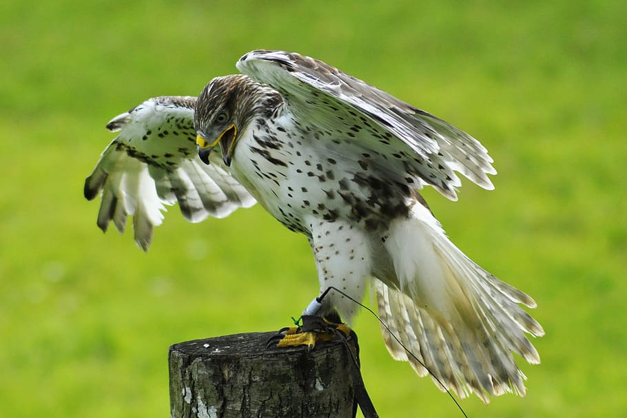 whit falcon on wood stump, falk, bird, gyr falcon, nature, animal