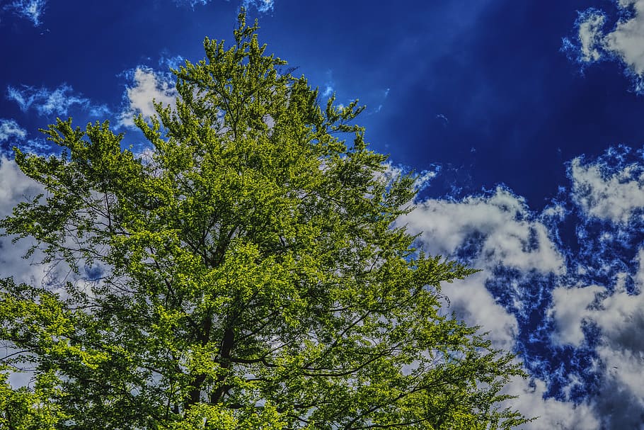 tree, sky, clouds, blue, nature, green, covered sky, aesthetic HD wallpaper