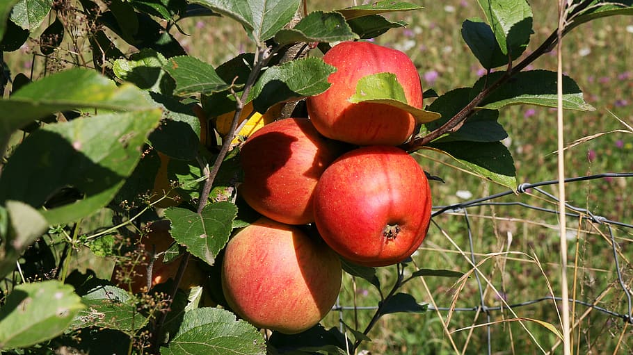 fruit tree, apples, red, power, food, food and drink, healthy eating HD wallpaper