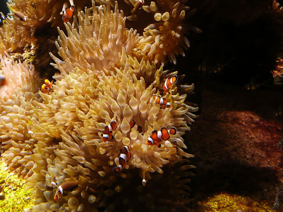 nemo, sea, aquarium, fish, sea ​​aquarium, water, underwater HD wallpaper
