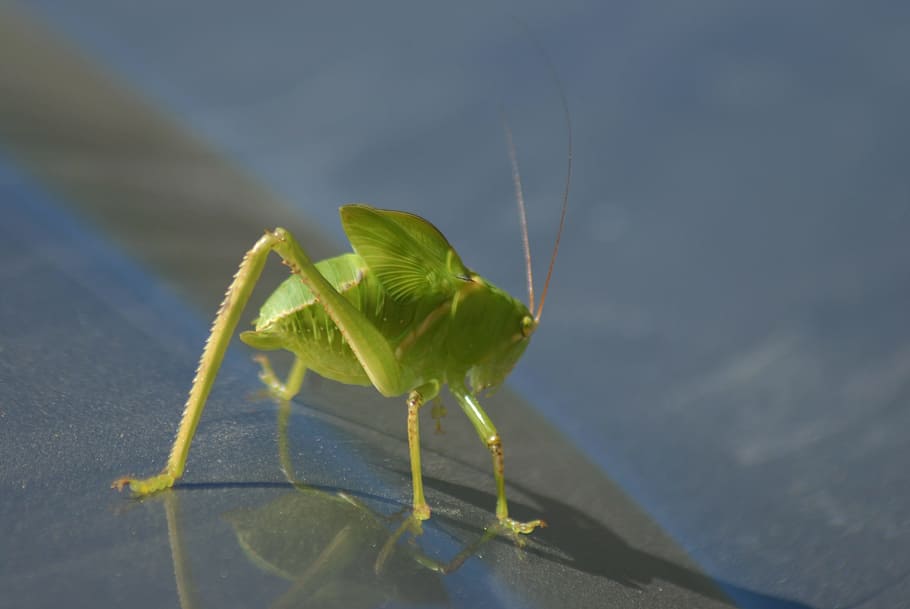 insect, pins, strange insect, invertebrate, one animal, animal themes HD wallpaper