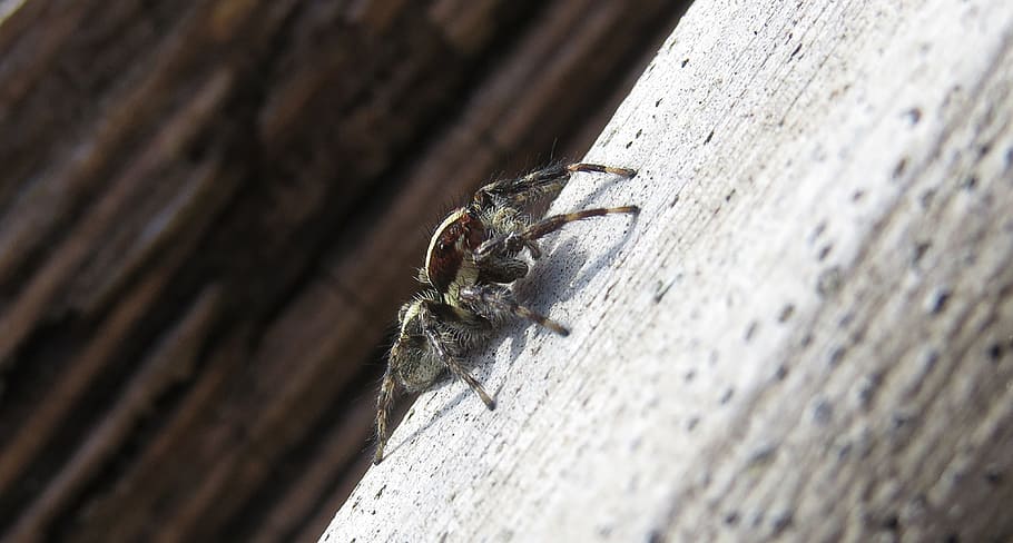 macro, insect, spider hunter, armenia, animal wildlife, animal themes HD wallpaper
