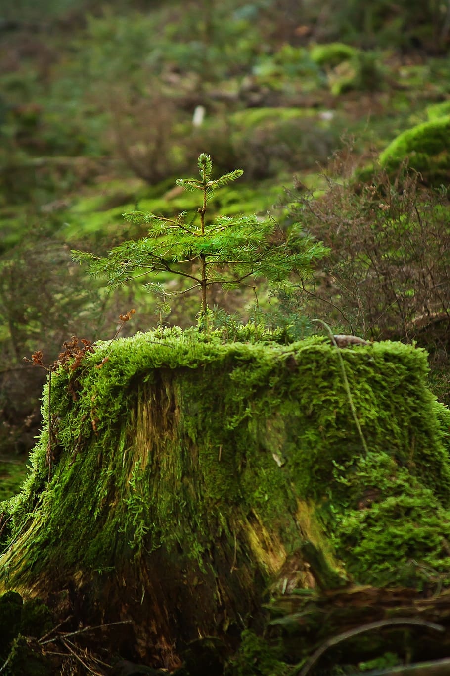 green leafed plant on moos trunk, tree, forest, fir, moss, nature HD wallpaper