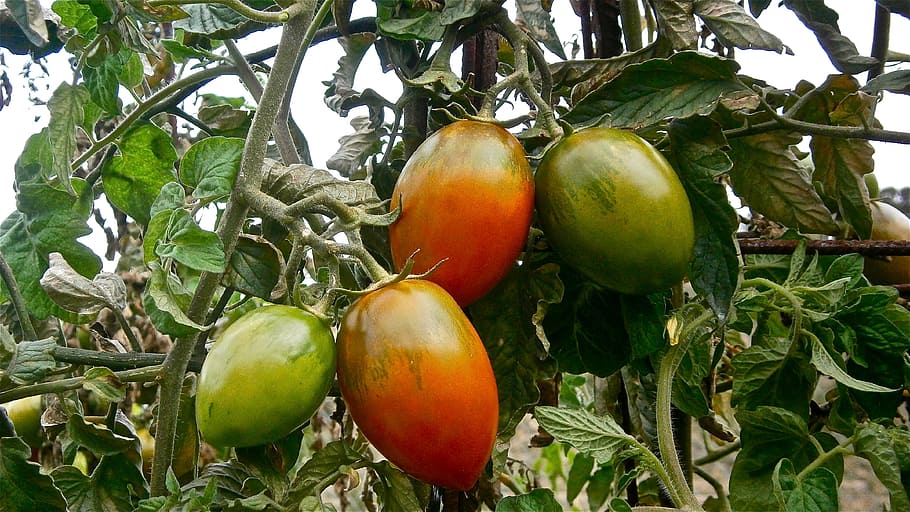 Fruit, Tomato, Vegetable, Nature, vegetables, food, agriculture HD wallpaper