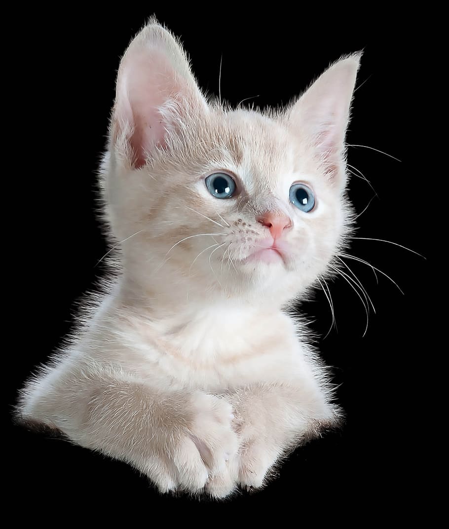 cat, isolated, cute, kitten, pet, animal, domestic, pets, mammal HD wallpaper