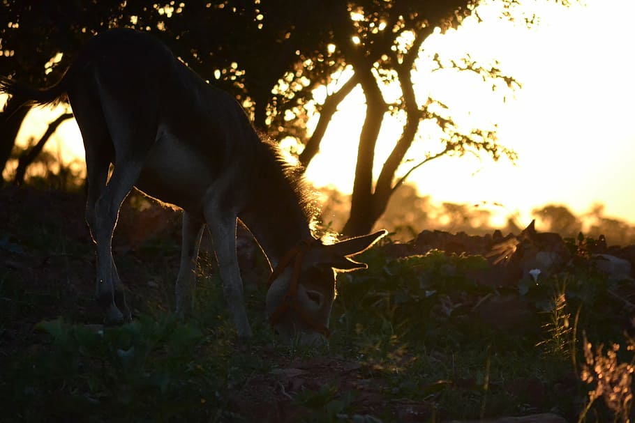 donkey, sunset, farm, field, christmas, summer, landscape, scene HD wallpaper
