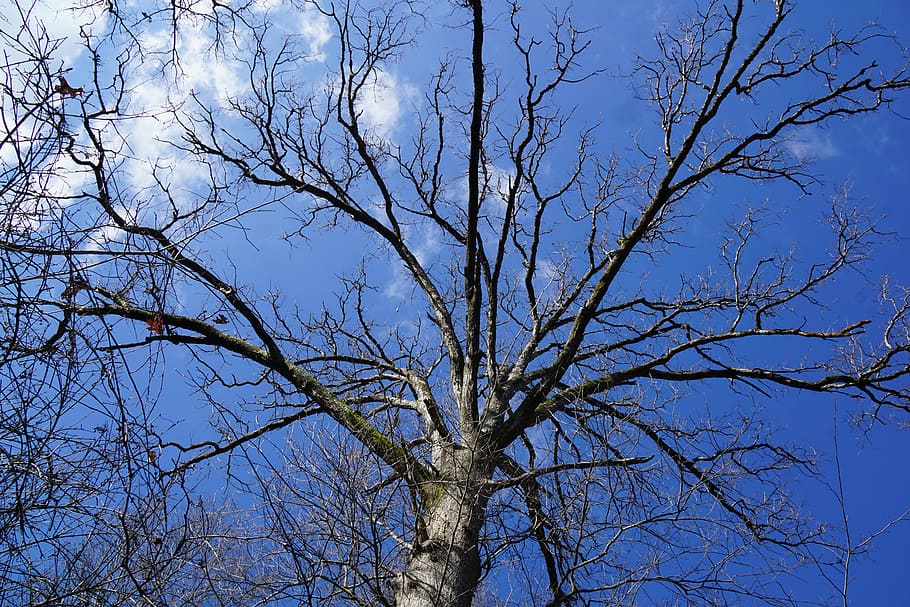 winter, tree, december, wither, plant, bare tree, branch, sky HD wallpaper