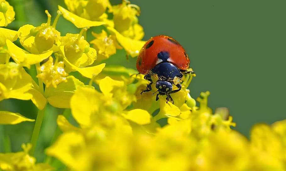 selective focus photography of red ladybug perching on yellow flower HD wallpaper