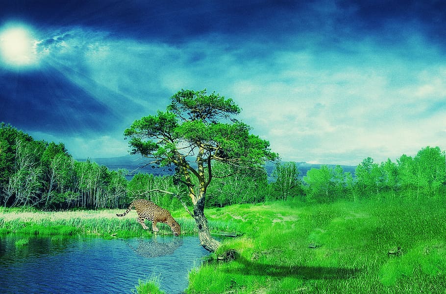 green tree, wallpaper, background, jaguar, forest, nature, cat HD wallpaper