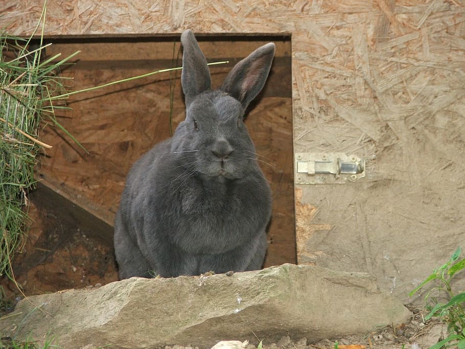 hare, rabbit, zoo, one animal, mammal, animal wildlife, animals in the wild HD wallpaper