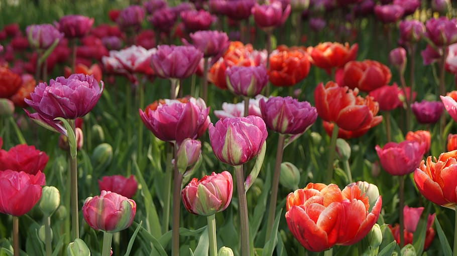 bed of tulip flowers, nature, spring, garden, rosa, purple HD wallpaper