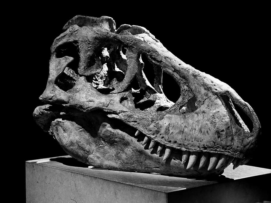 grayscale skull table decor, Tarbosaurus, Dinosaur, Museum, Bone