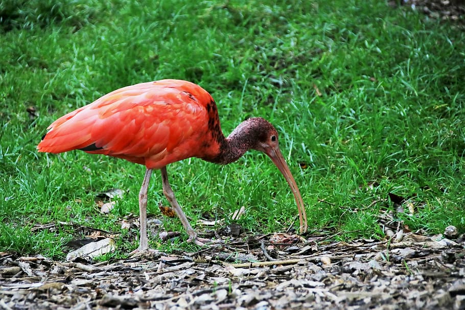 red ibis, red bird, animal, scarlet, tropical, beak, wildlife, HD wallpaper