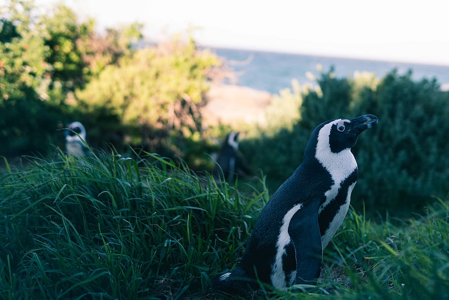 shallow focus photography of penguin, black and white bird on green grass HD wallpaper