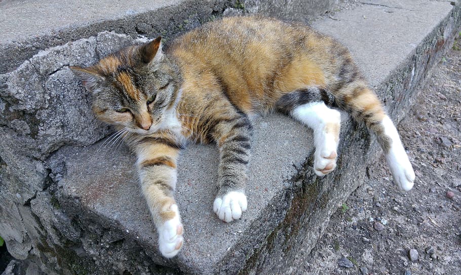 Cat, Lazy, Sun, Rest, Pet, Beast, Cats, cute, sweet, animal HD wallpaper